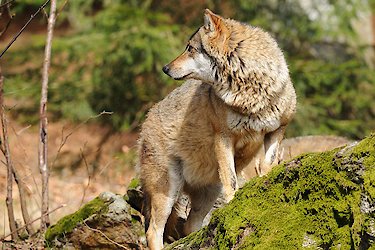 Pensionen am Nationalpark mit Tierfreigelände